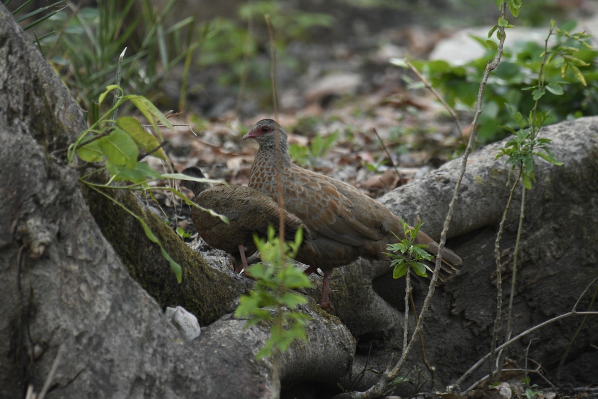 Red Spurfowl - ML635751875