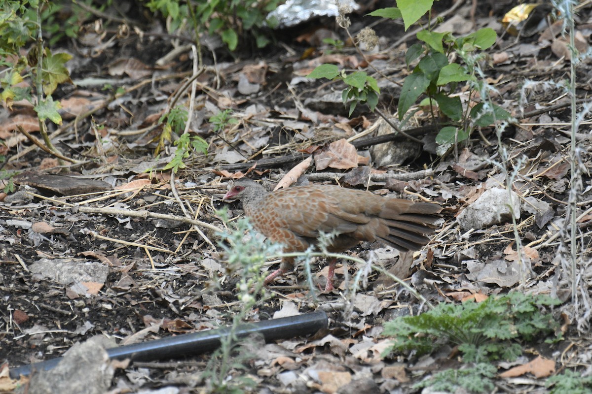 Red Spurfowl - ML635751876