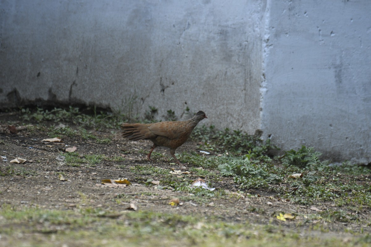 Red Spurfowl - ML635751877