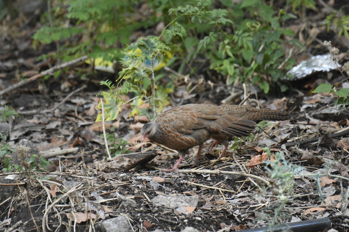 Red Spurfowl - ML635751878