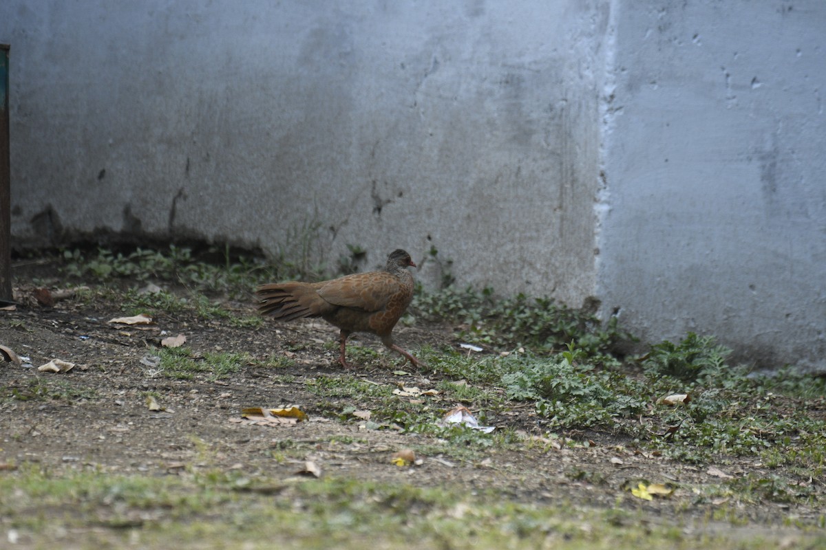 Red Spurfowl - ML635751879