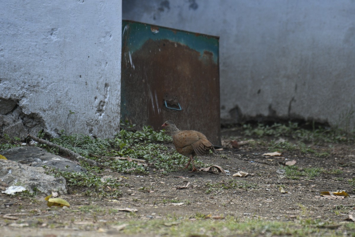 Red Spurfowl - ML635751880
