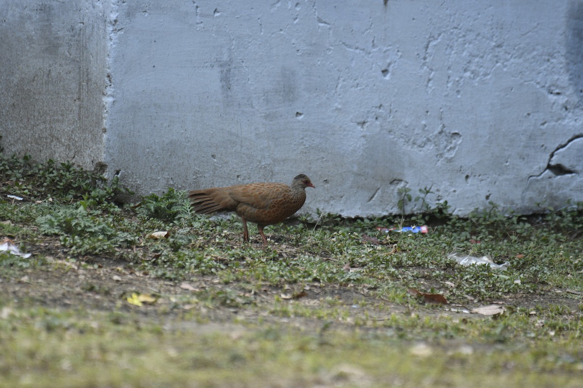 Red Spurfowl - ML635751881