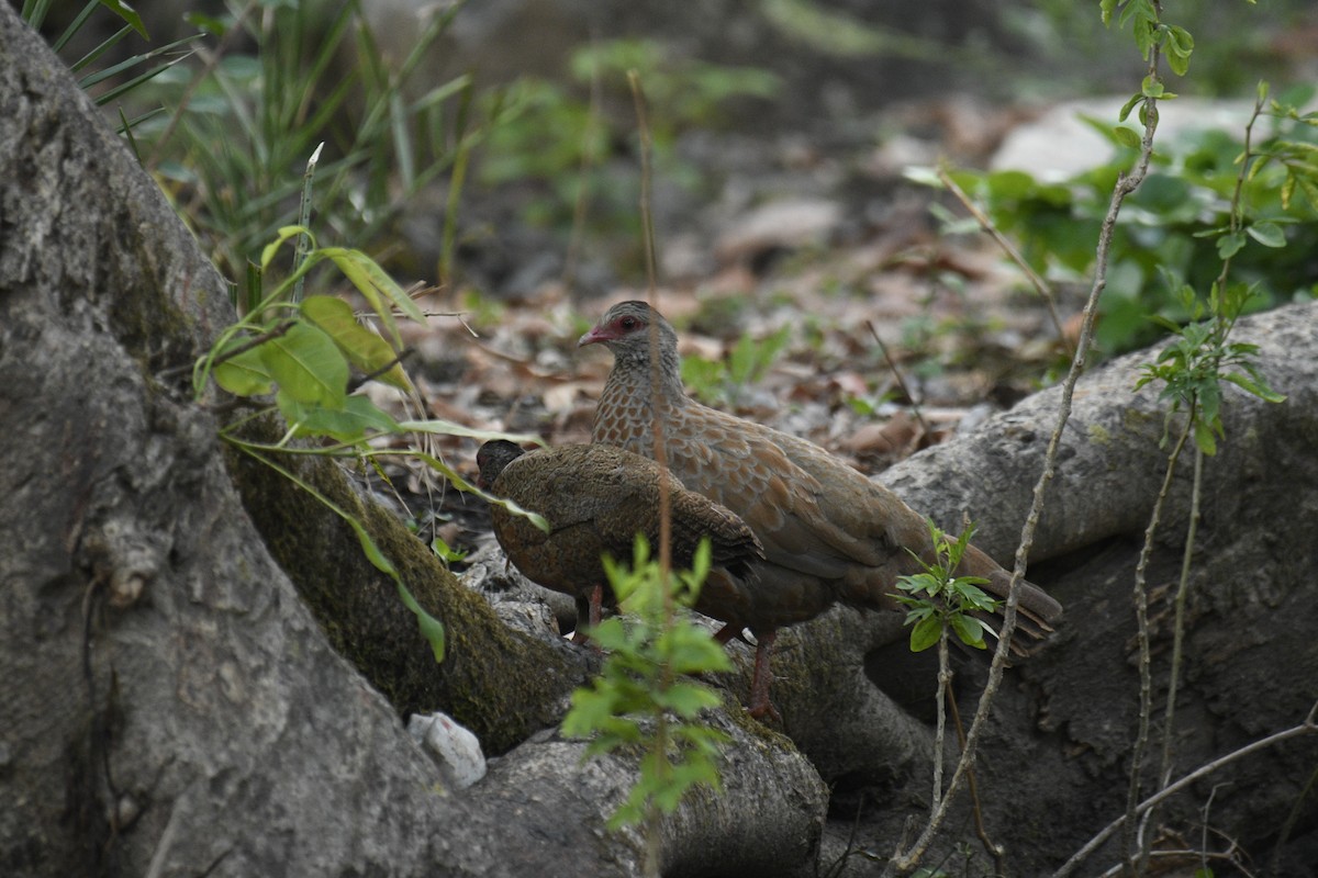 Red Spurfowl - ML635751882