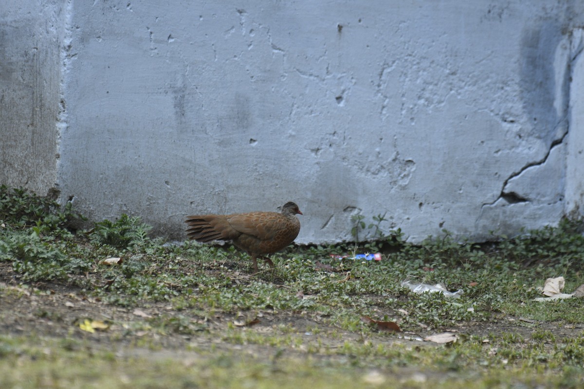 Red Spurfowl - ML635751883