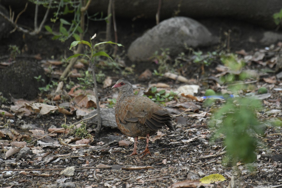 Red Spurfowl - ML635751884