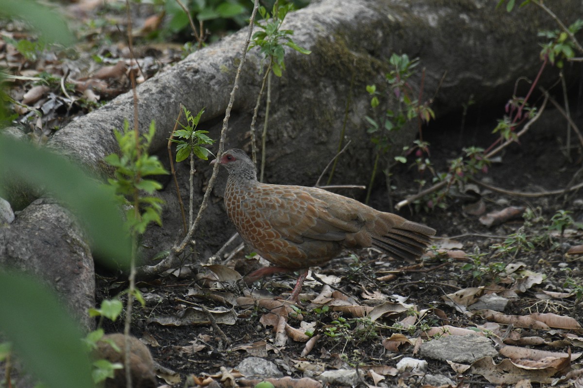 Red Spurfowl - ML635751885