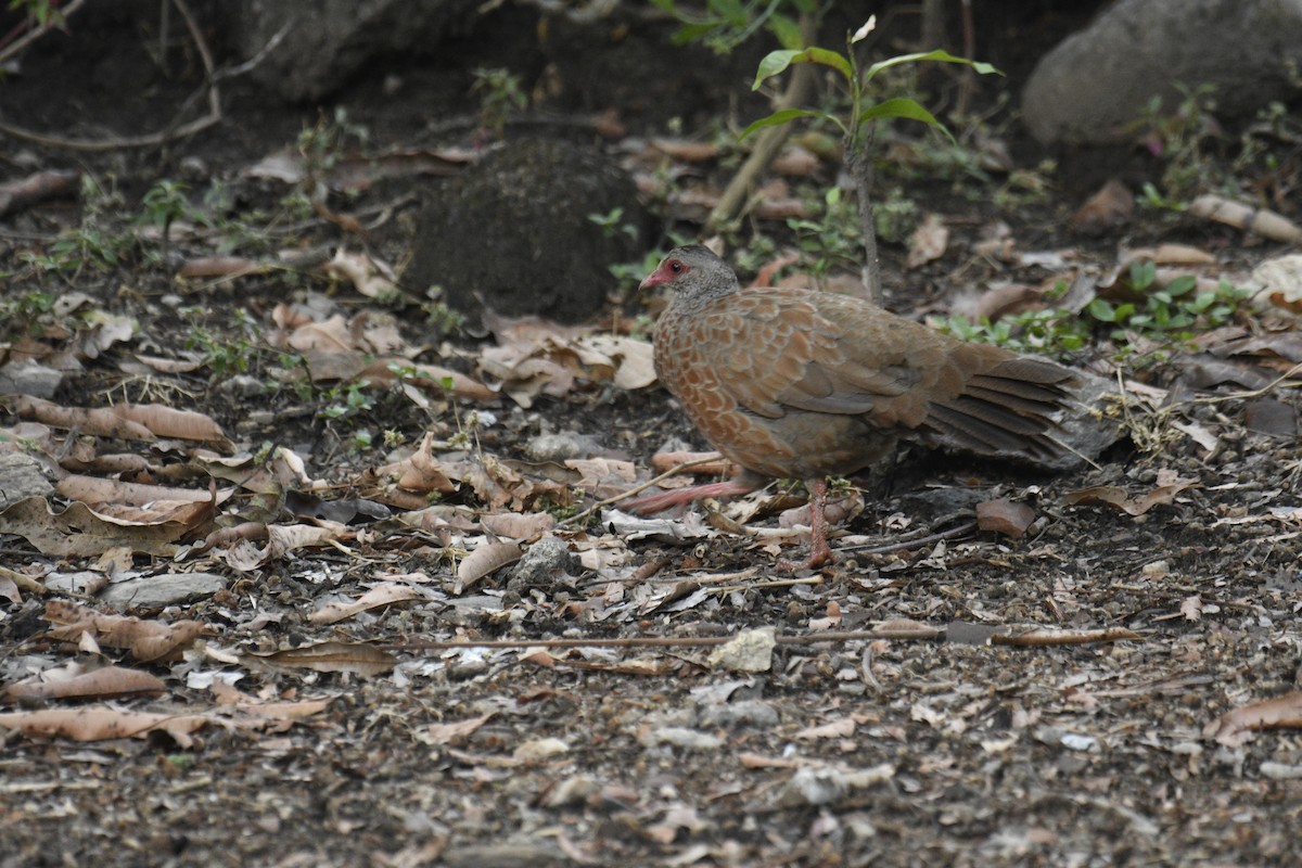 Red Spurfowl - ML635751886