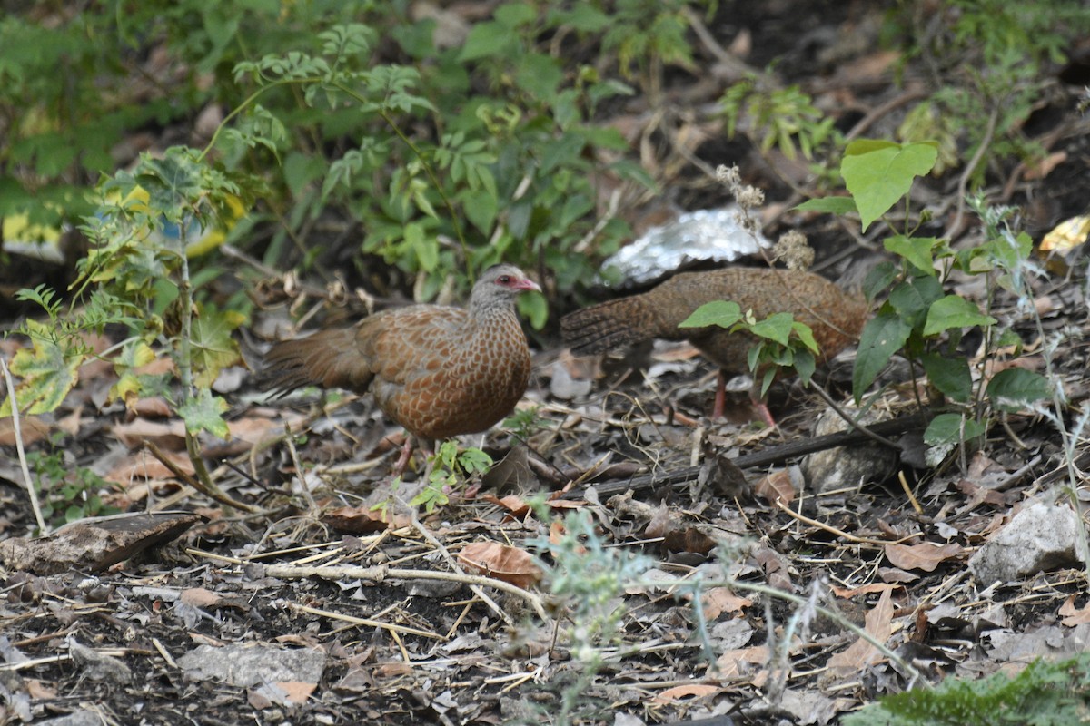 Red Spurfowl - ML635751887