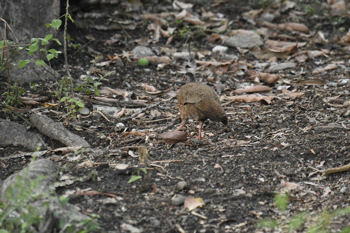 Red Spurfowl - ML635751888
