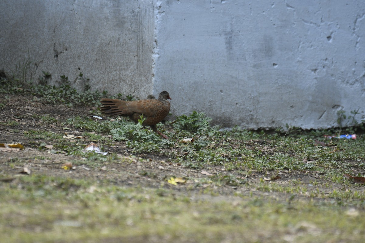 Red Spurfowl - ML635751890
