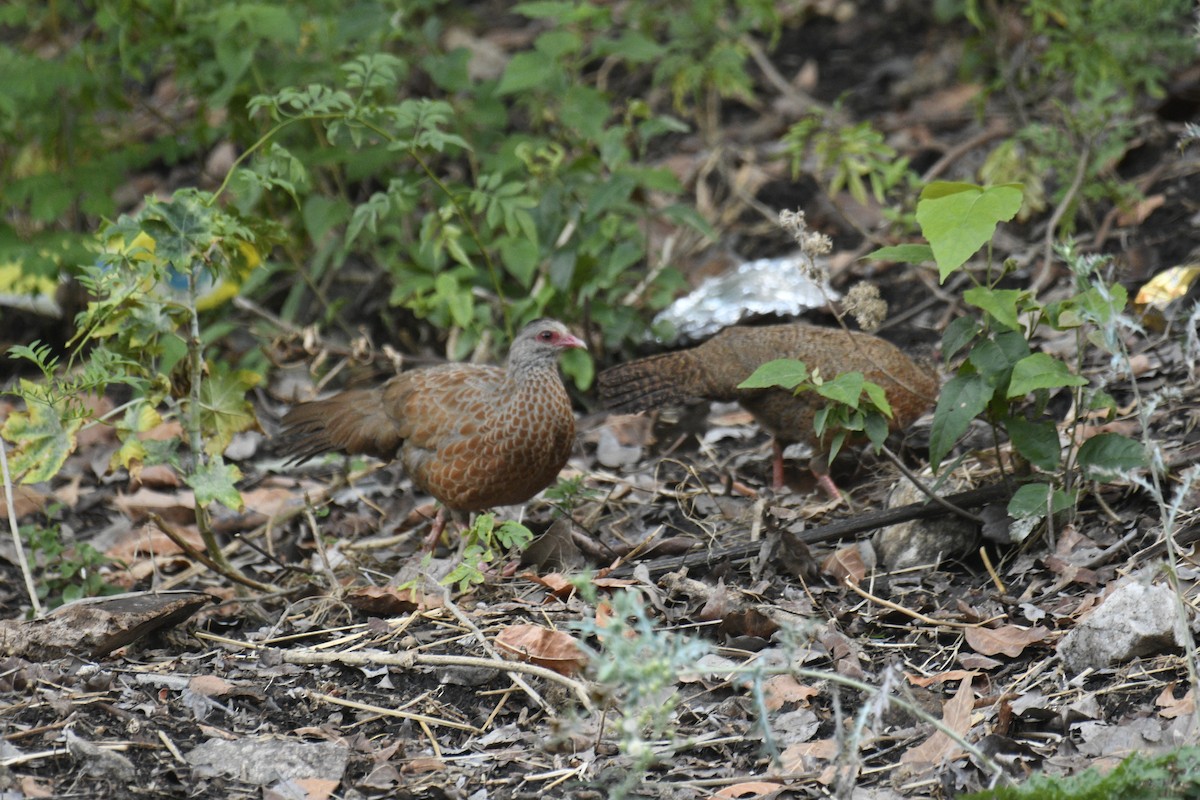 Red Spurfowl - ML635751891