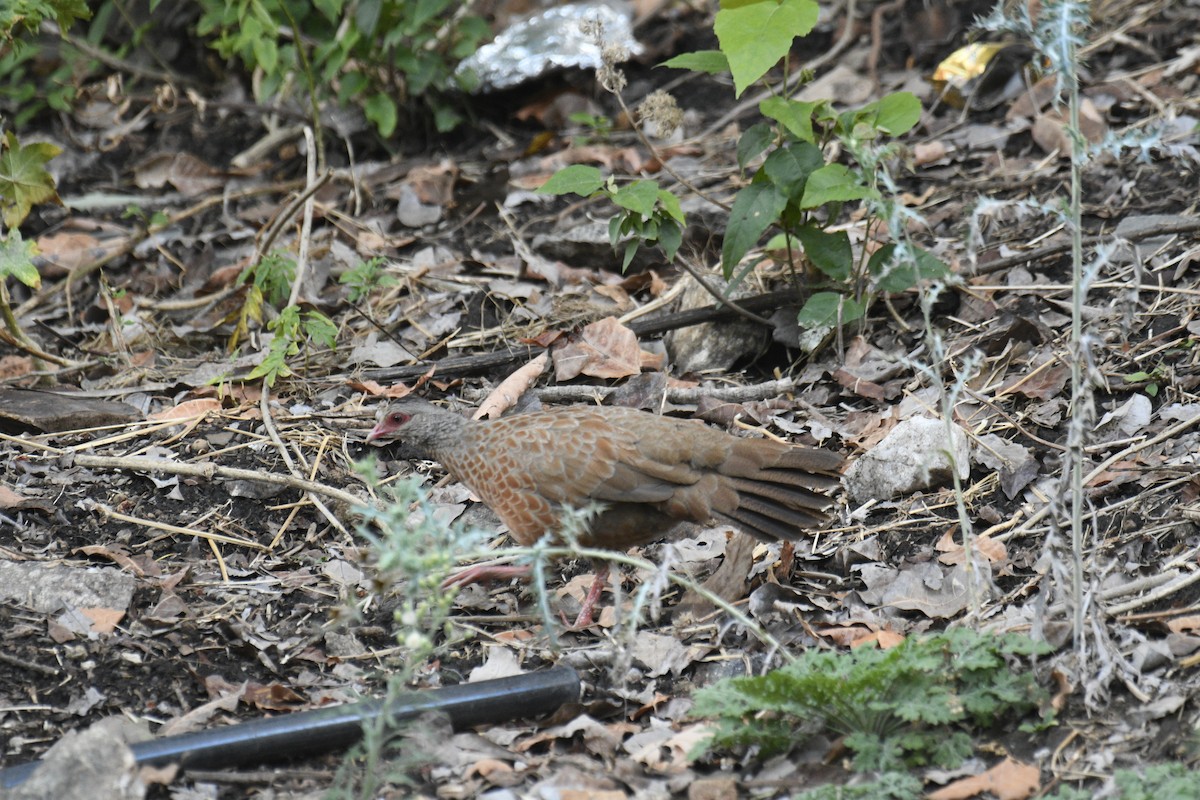 Red Spurfowl - ML635751892