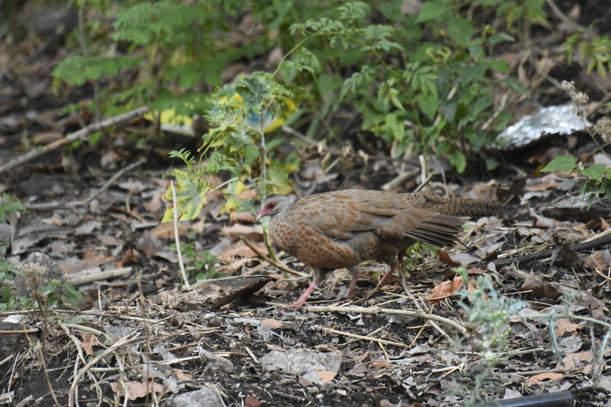 Red Spurfowl - ML635751894
