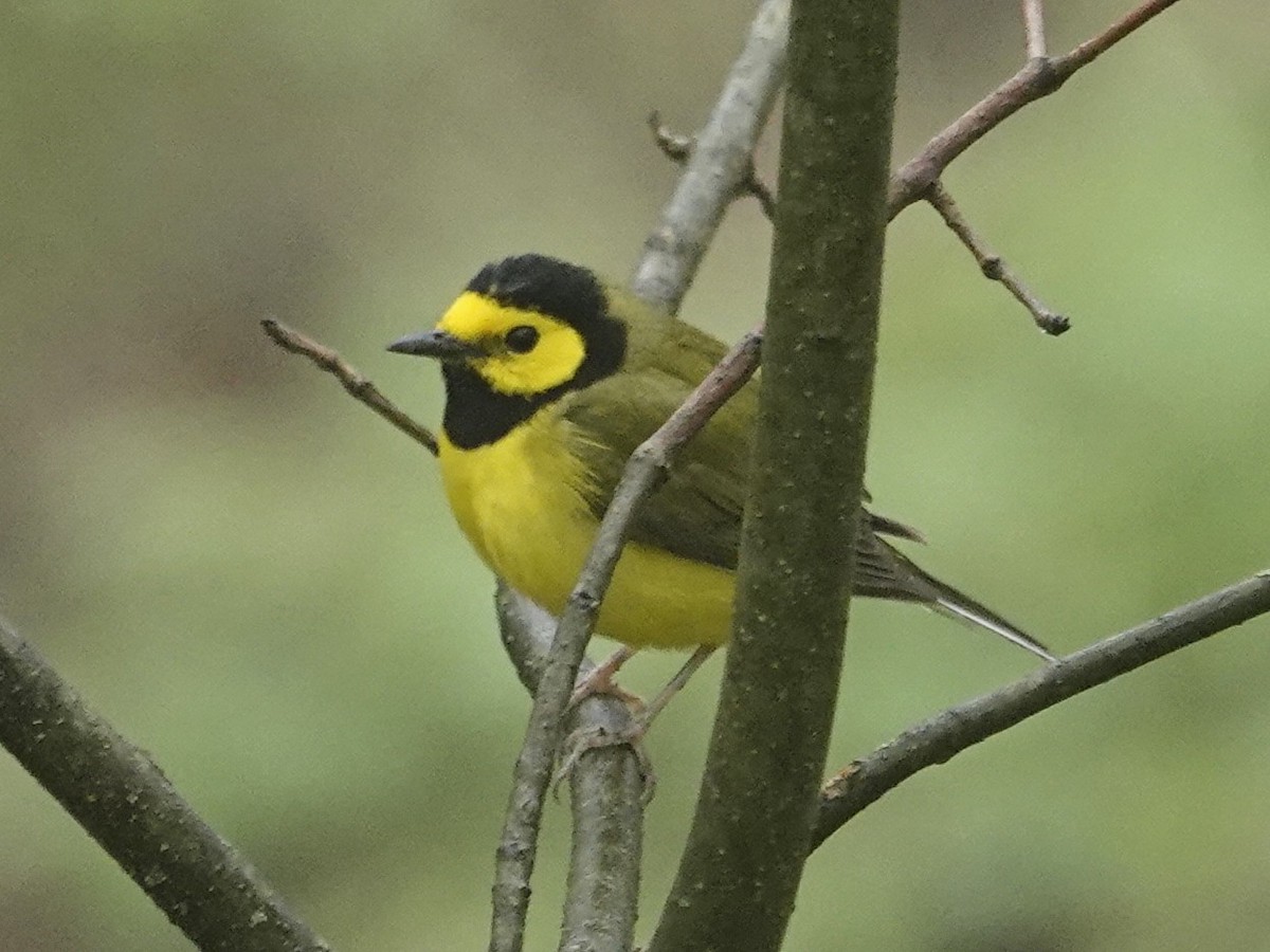 Hooded Warbler - ML635751906