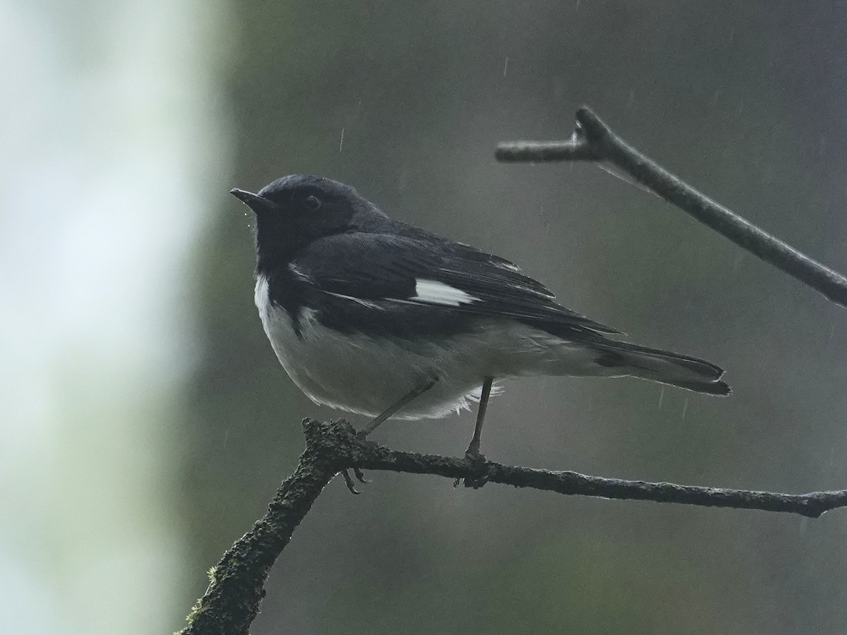 Black-throated Blue Warbler - ML635751918