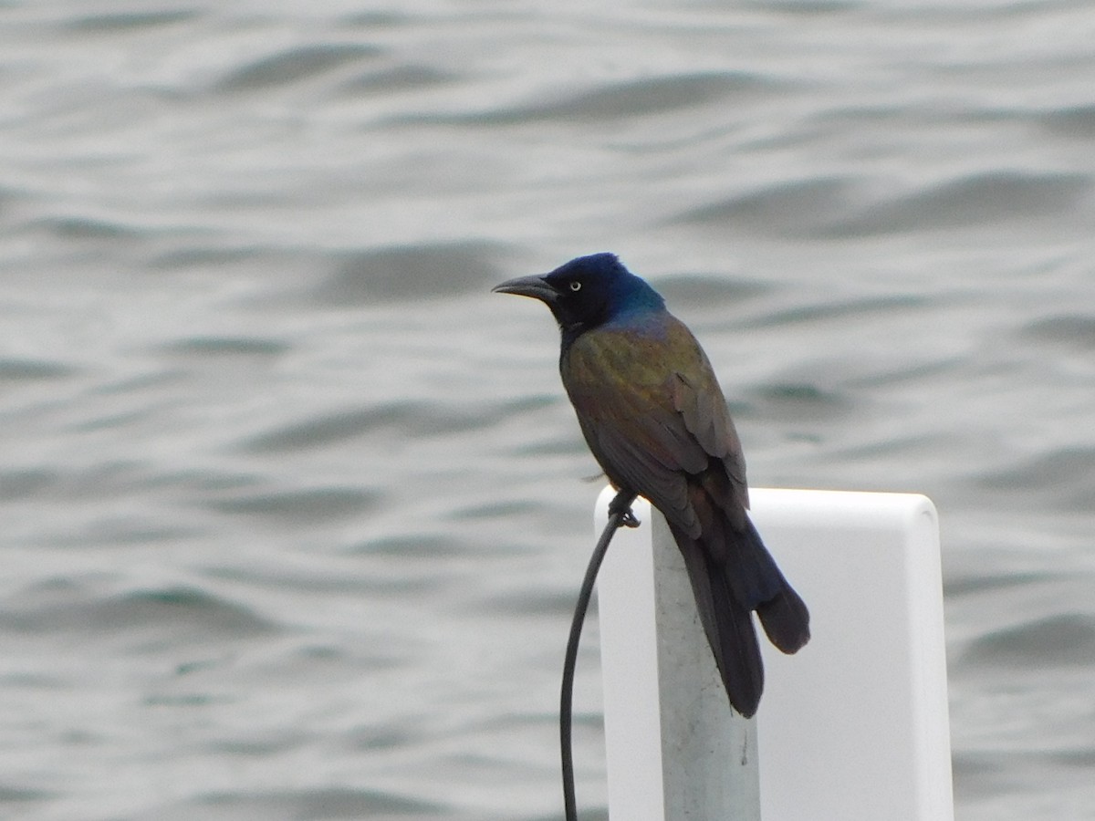 Common Grackle - ML635751931