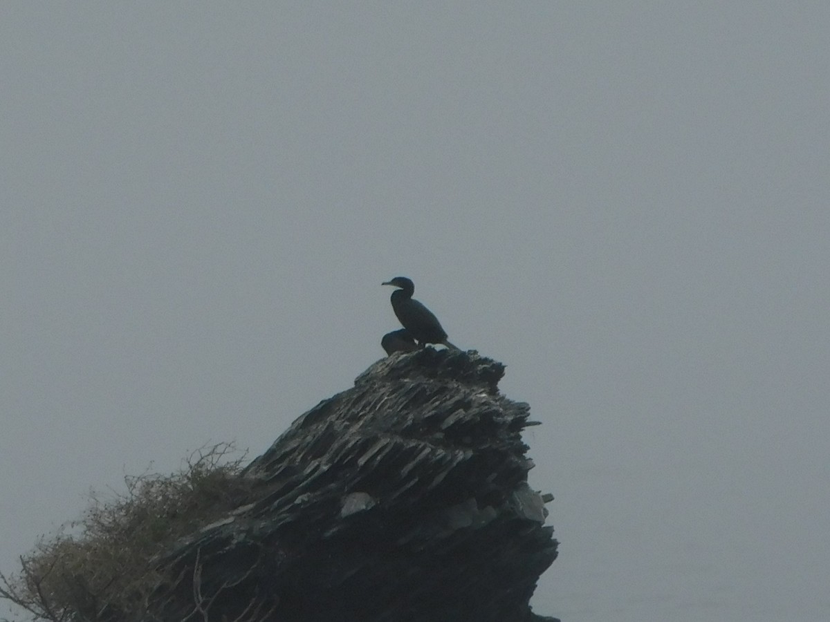 Double-crested Cormorant - ML635751935
