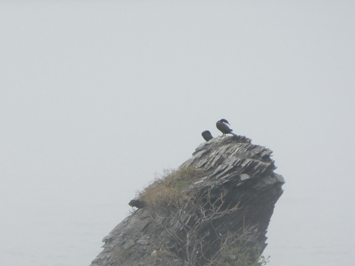 Double-crested Cormorant - ML635751936