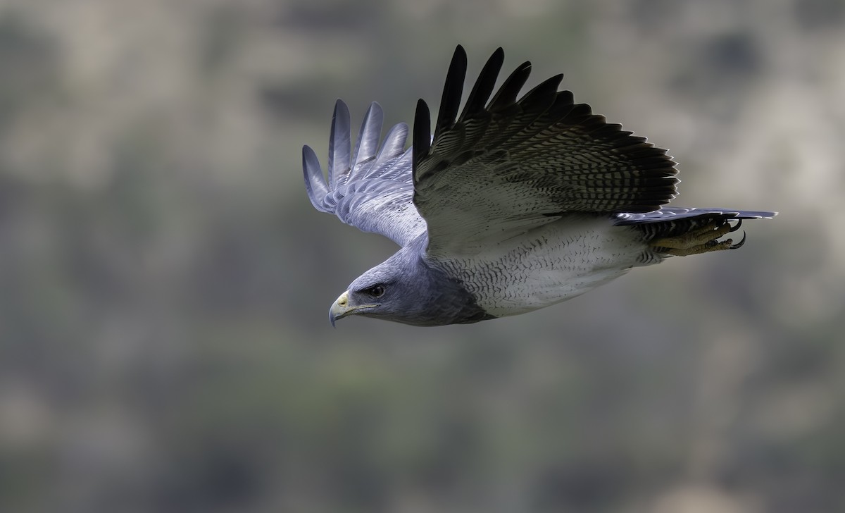 Black-chested Buzzard-Eagle - ML635751998