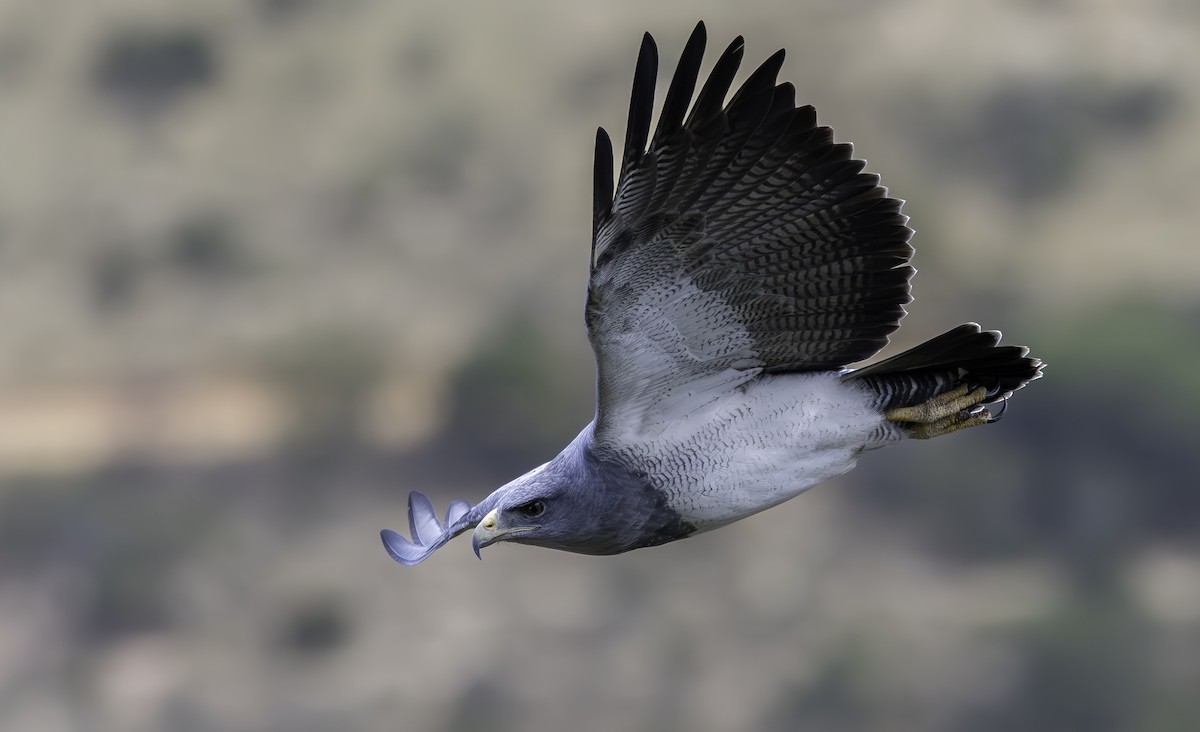 Black-chested Buzzard-Eagle - ML635751999