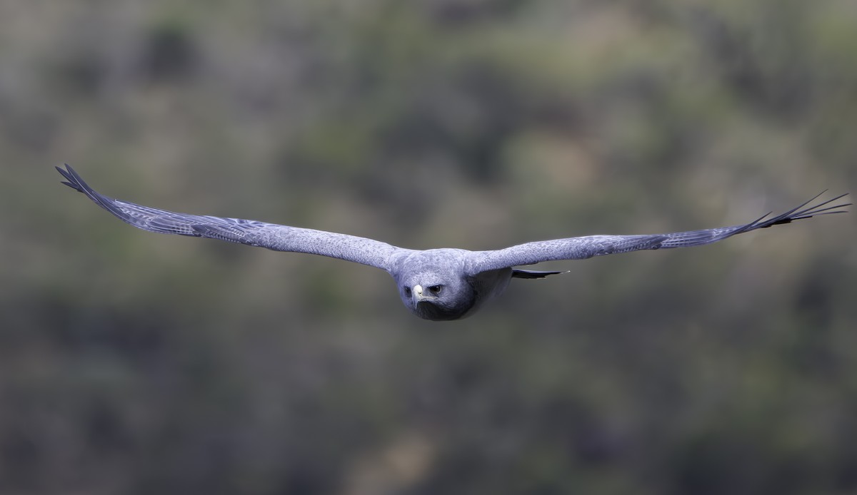 Black-chested Buzzard-Eagle - ML635752000