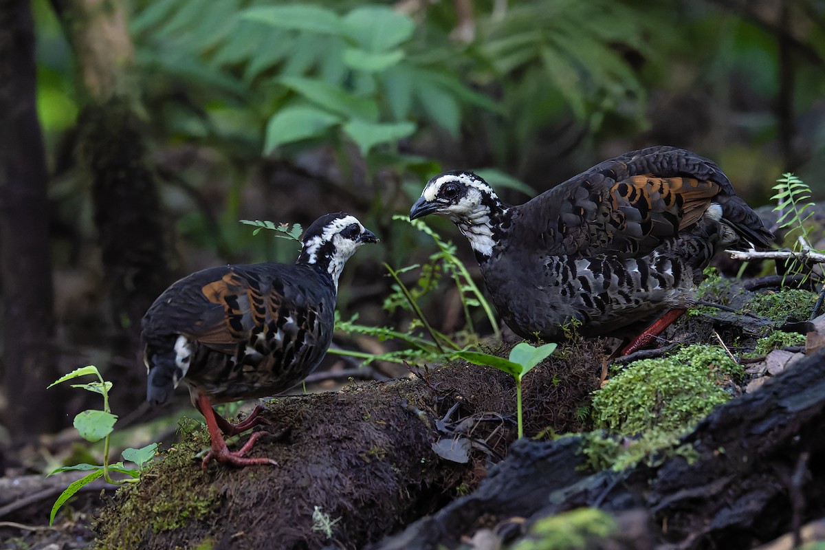 Gray-breasted Partridge - ML635752001