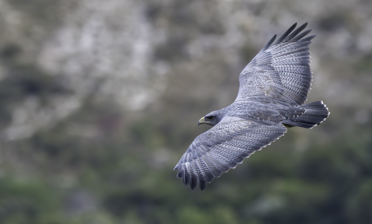 Black-chested Buzzard-Eagle - ML635752002