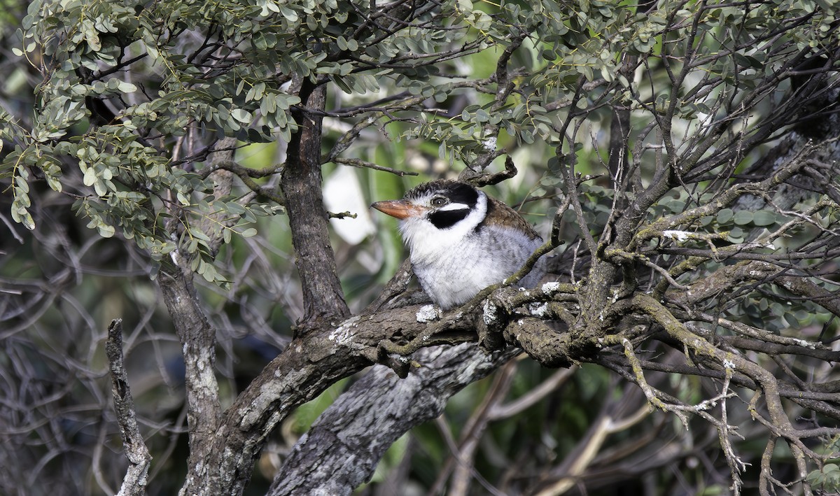 White-eared Puffbird - ML635752005