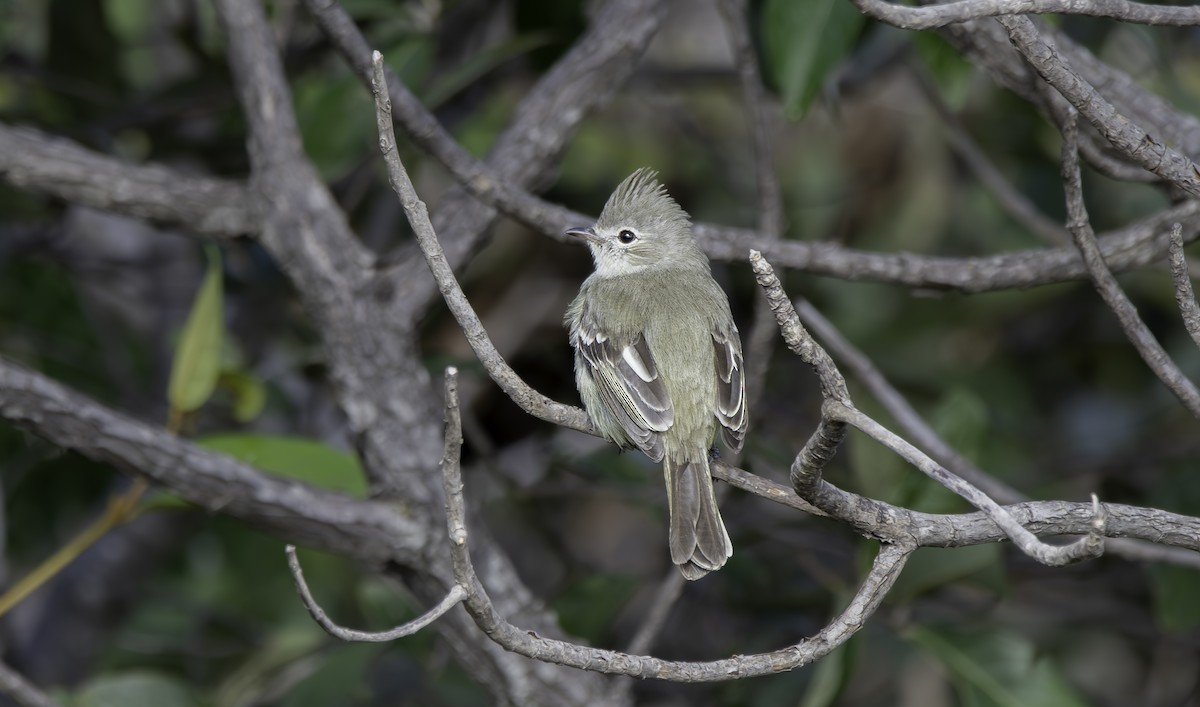 Plain-crested Elaenia - ML635752008