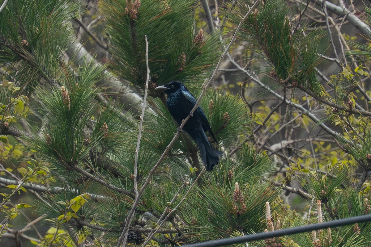 Hair-crested Drongo - Fran Kim