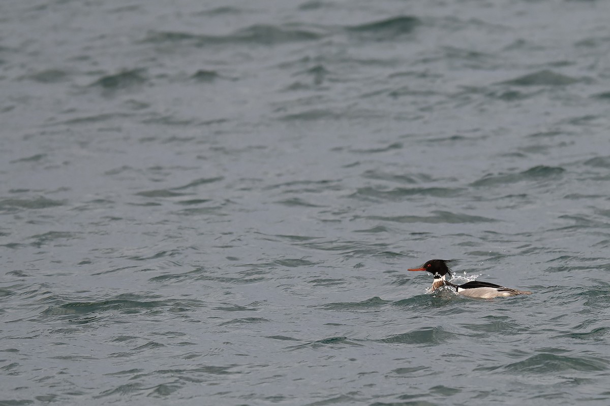Red-breasted Merganser - ML635752042