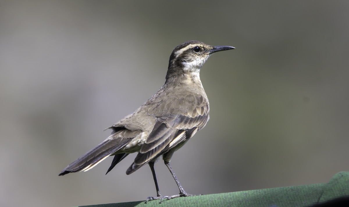 Long-tailed Cinclodes (Cipo) - ML635752047