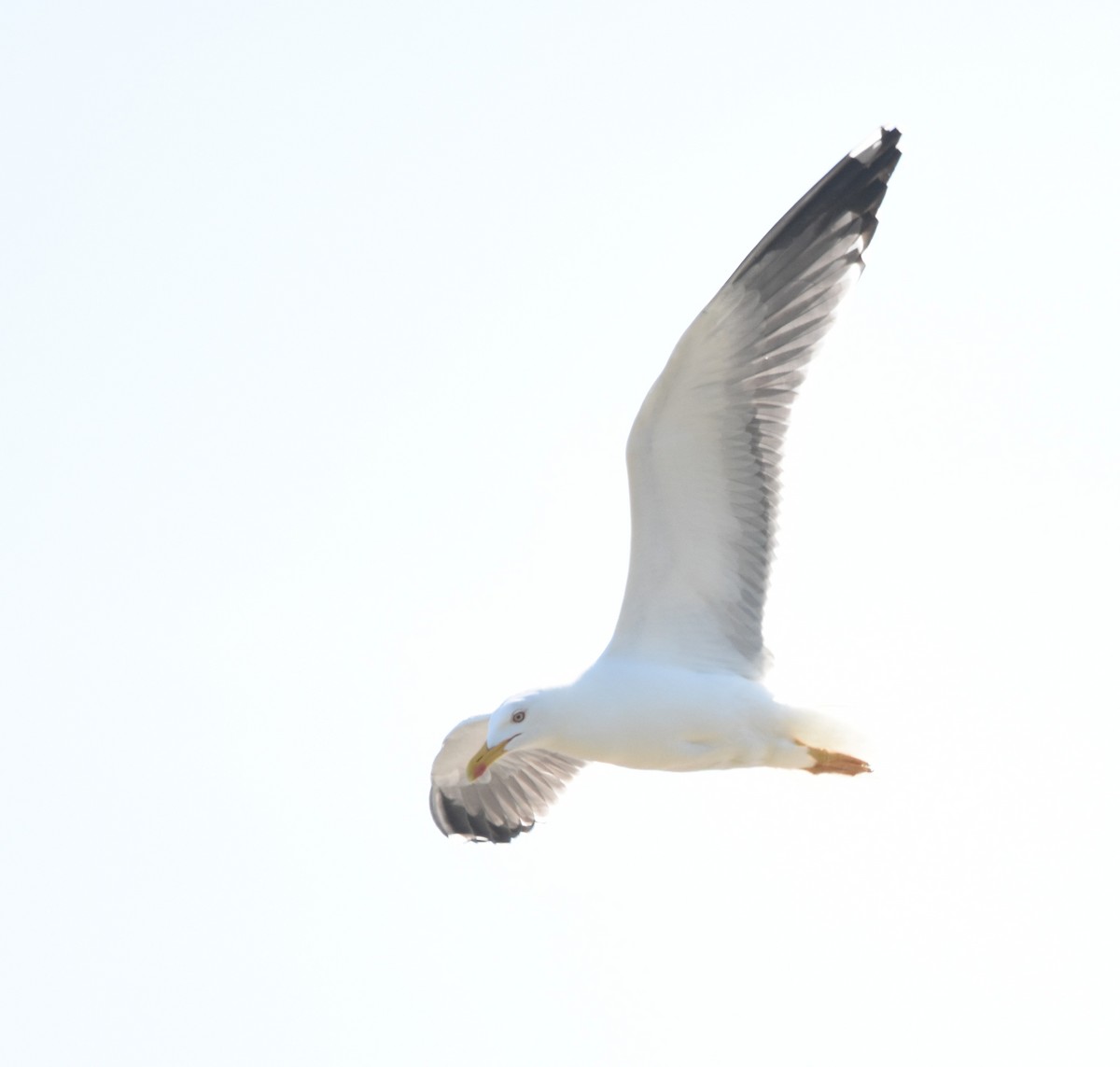European Herring Gull - ML635752056
