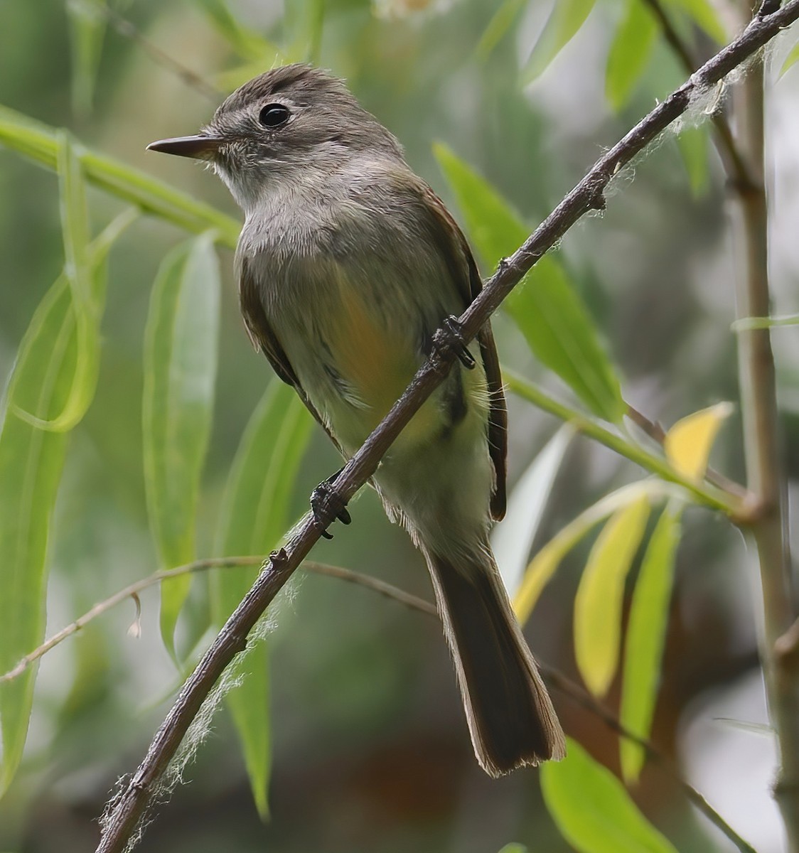 Dusky Flycatcher - ML635752065