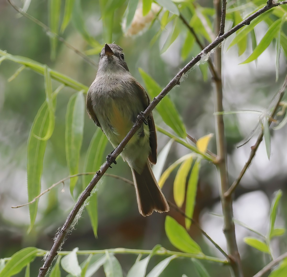 Dusky Flycatcher - ML635752078