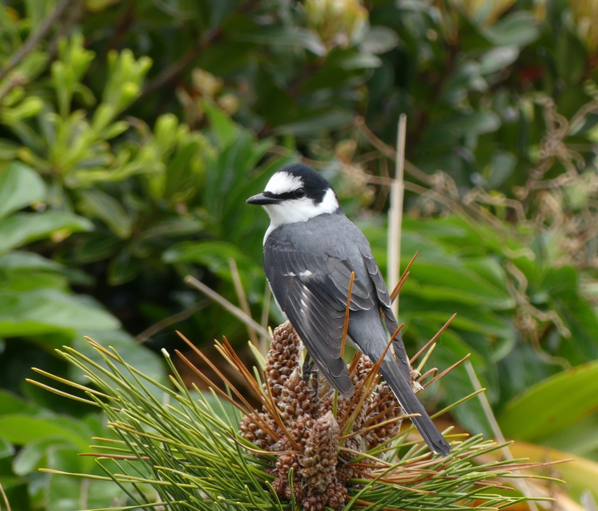 Ashy Minivet - ML635752080