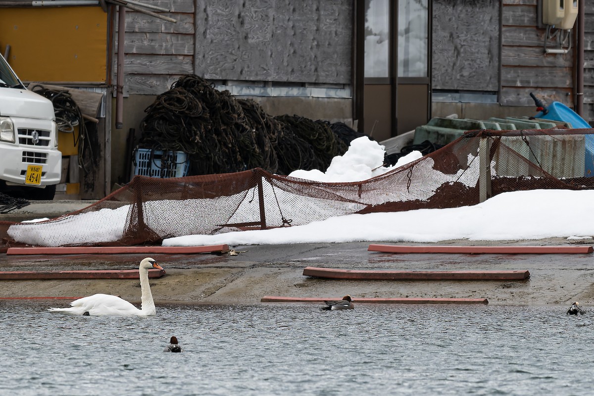 Mute Swan - ML635752086