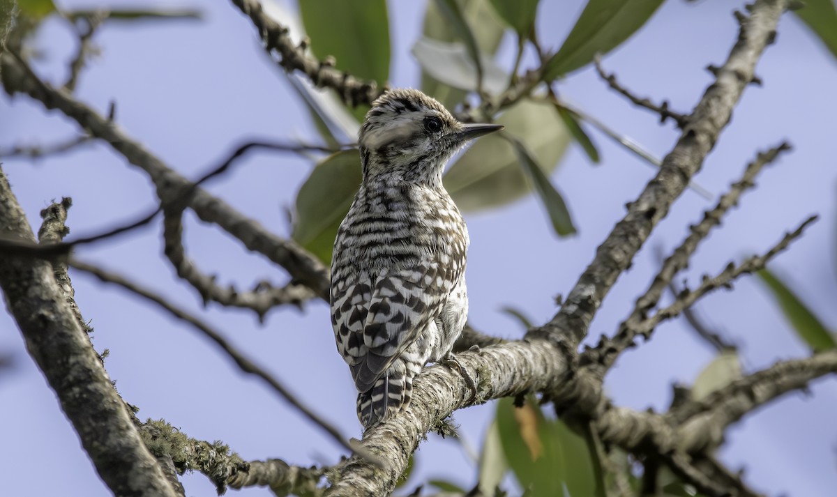Checkered Woodpecker - ML635752104