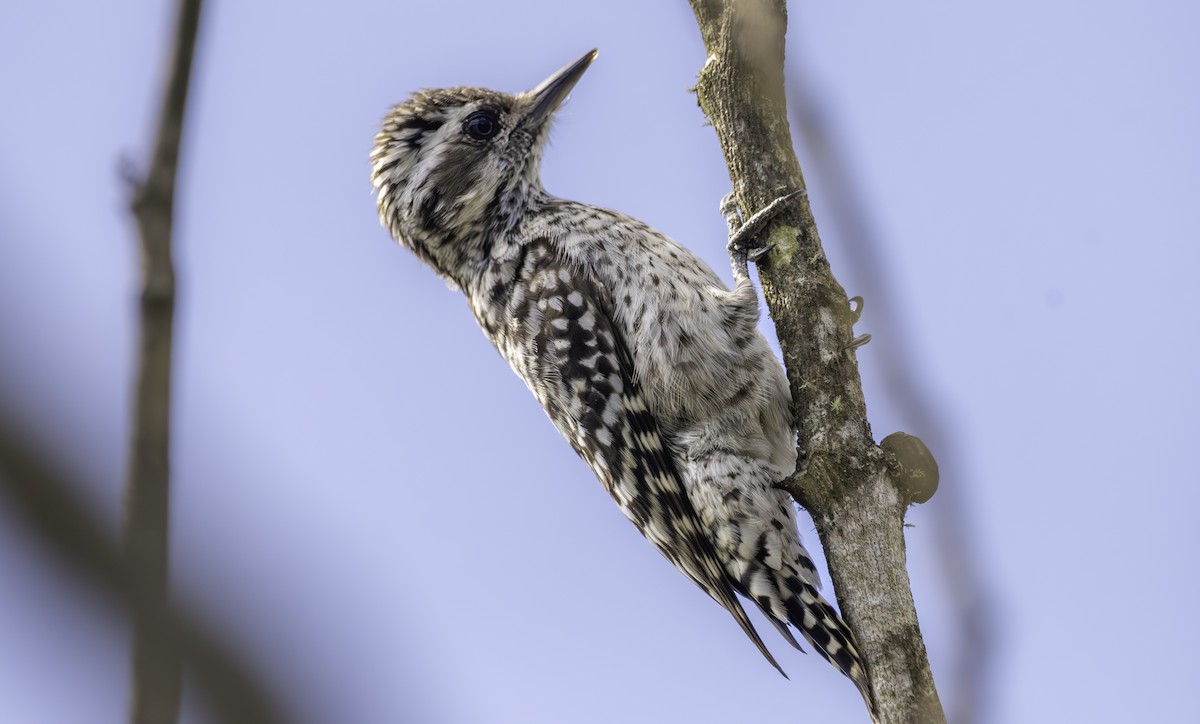 Checkered Woodpecker - ML635752105