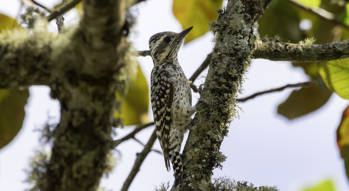 Checkered Woodpecker - ML635752106