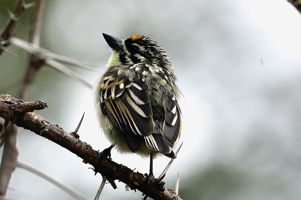 Yellow-fronted Tinkerbird - ML635752114