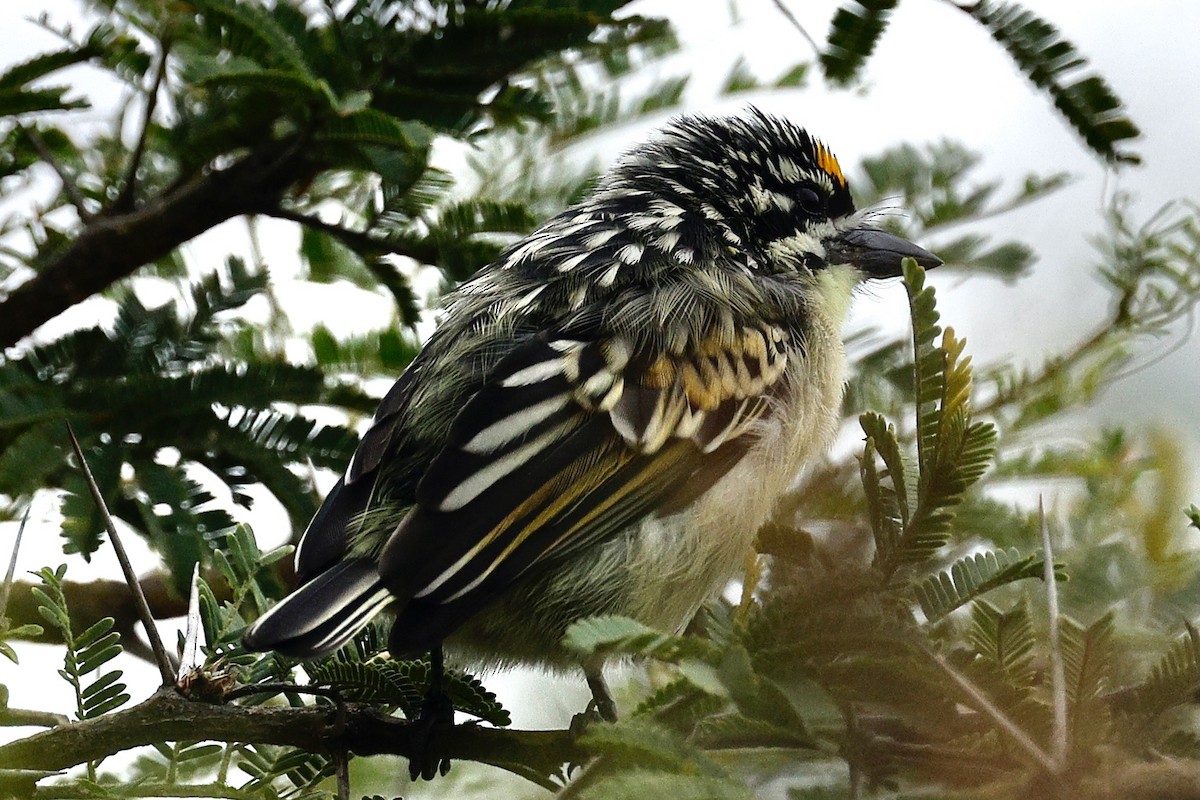 Yellow-fronted Tinkerbird - ML635752115
