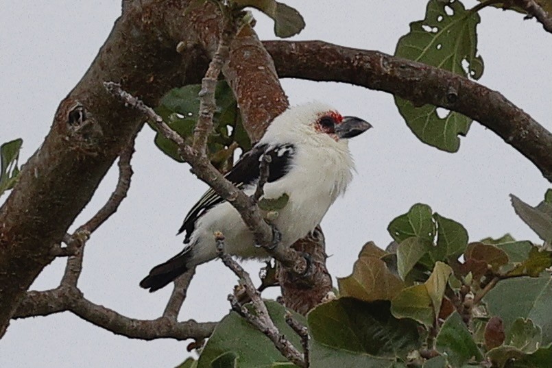 Chaplin's Barbet - ML635752132