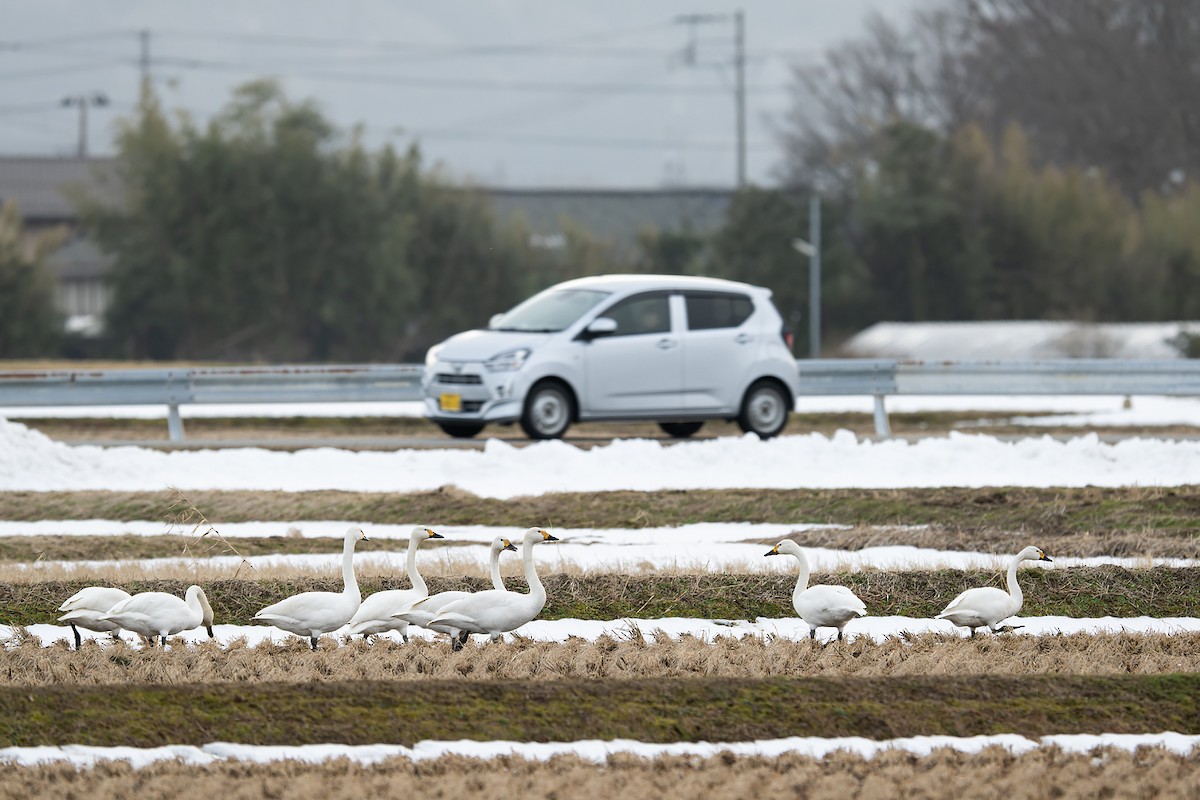 Tundra Swan (Bewick's) - ML635752135