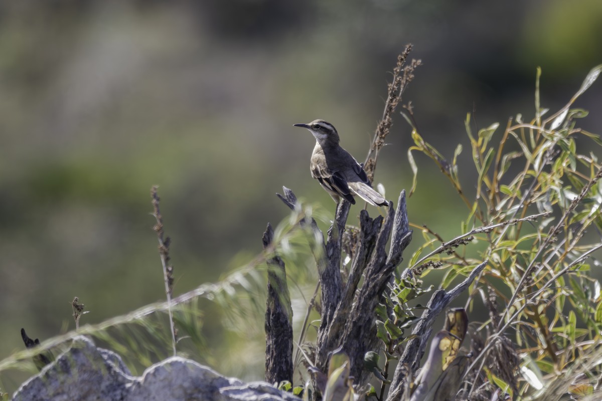 Long-tailed Cinclodes (Cipo) - ML635752144