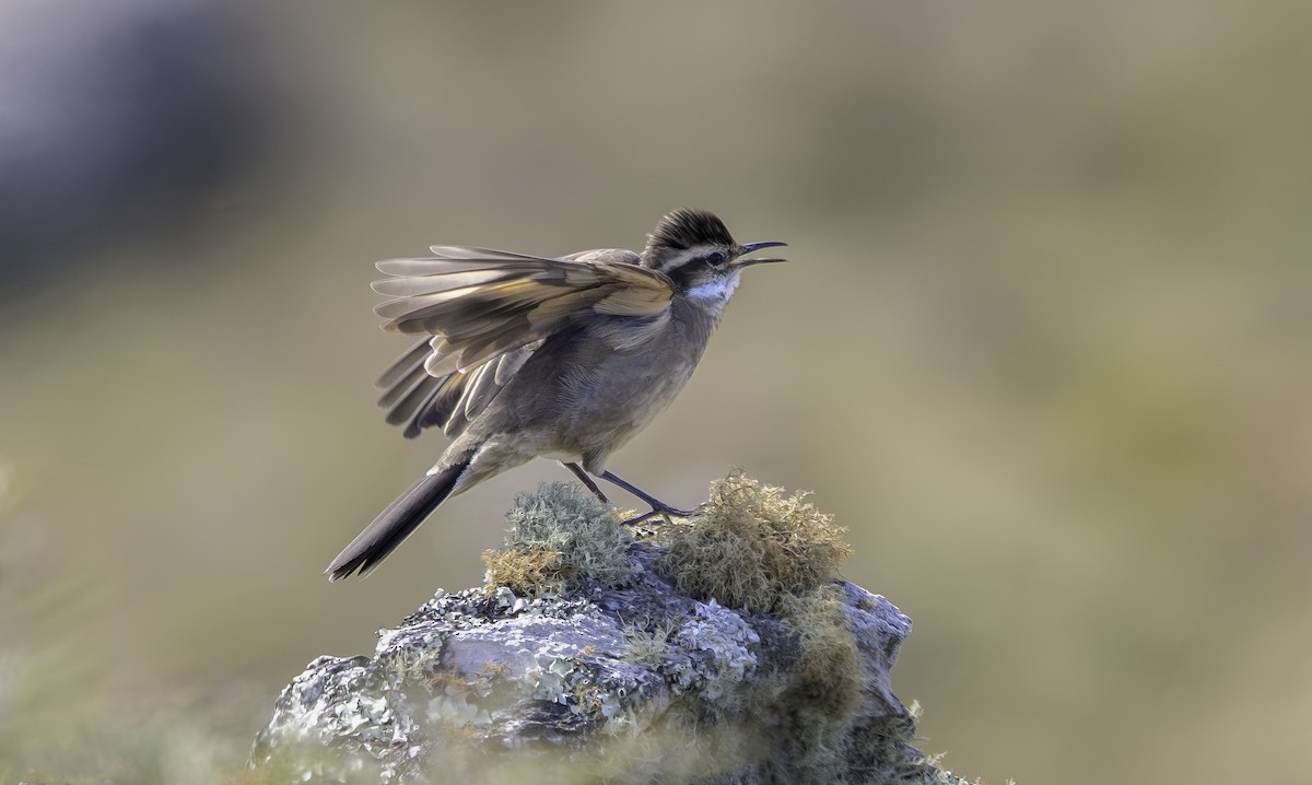 Long-tailed Cinclodes (Cipo) - ML635752145