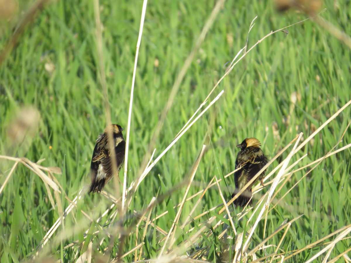 Bobolink - ML635752178
