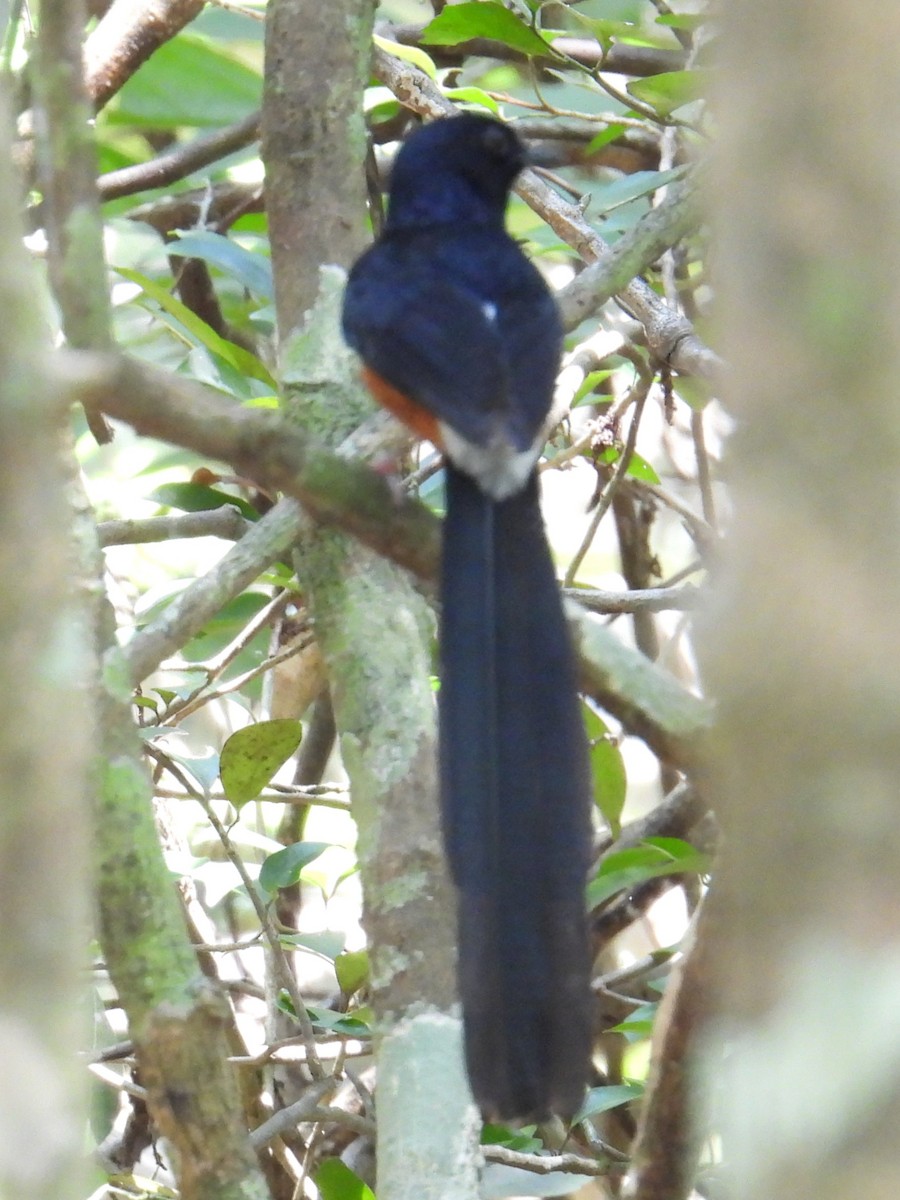 Sri Lankan Shama - ML635752183