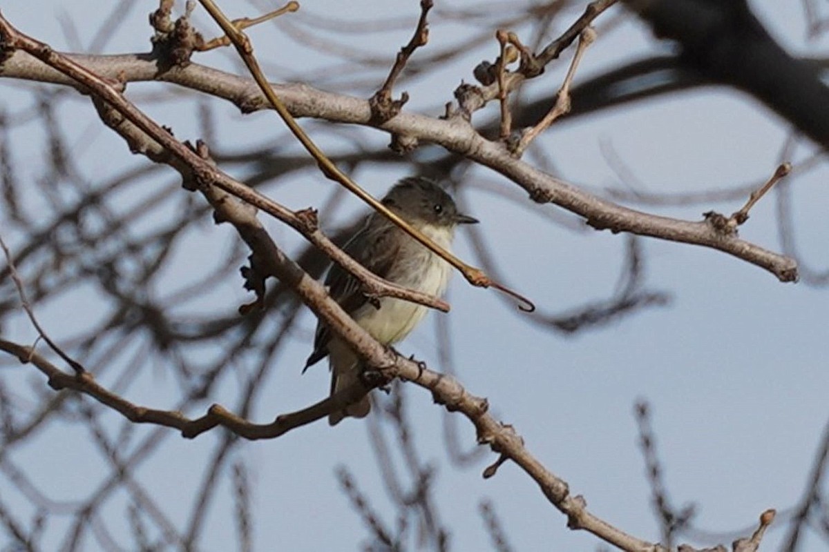 Eastern Phoebe - ML635752192